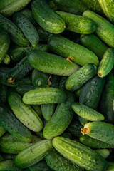 Young green fresh cucumbers just picked from the garden