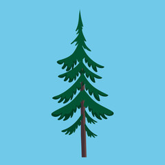 Spruce, green, coniferous, illustration, vector