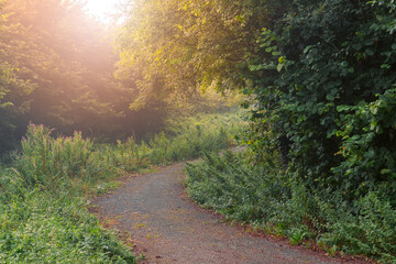 Fototapeta na wymiar Footpath in a park between trees and warm morning sunlight at sunrise. Nature scene. Calm and peaceful mood. Nobody. Warm tone.