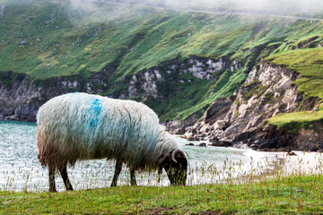 Wool sheep grazing grass. Stunning Keem bay and beach in the background. Popular travel destination...