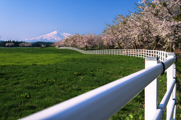 桜と鳥海山