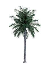 Nature object coconut  tree isolated  white background