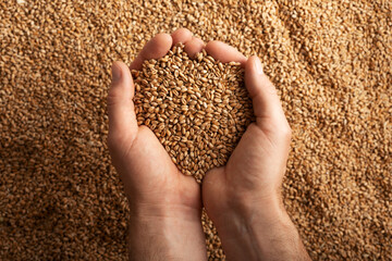 Human caucasian handfuls with wheat kernels over grain background