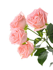 Beautiful pink roses on white background