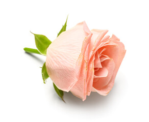 Fototapeta na wymiar Beautiful pink rose on white background