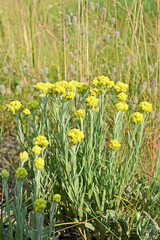 immortelle closeup, yellow medicinal plant flower, alternative medicine, summer environment diversity