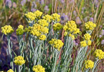 immortelle closeup, yellow medicinal plant flower, alternative medicine, summer environment diversity