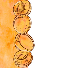 Card with apricots, watercolor element and place for text . Ornament concept. Poster, invite. Vector layout decorative greeting card or invitation design background.