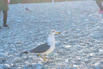Seagull Strolling on a Pebble Beach – Jodogahama, Japan
