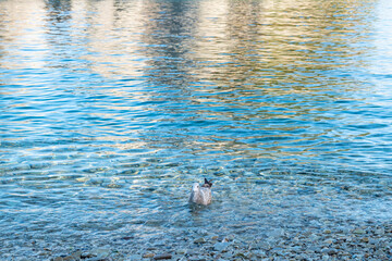 Seagull Floating on the Tranquil Waters of Jodogahama, Japan