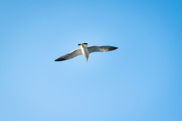 Black-tailed Gull Soaring in the Clear Blue Sky