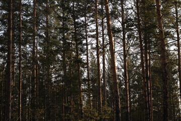 Dens new pine trees forest