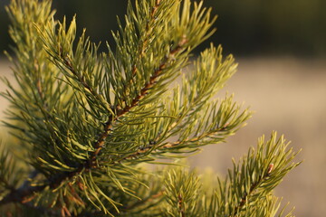  Pine tree fir needles close-up
