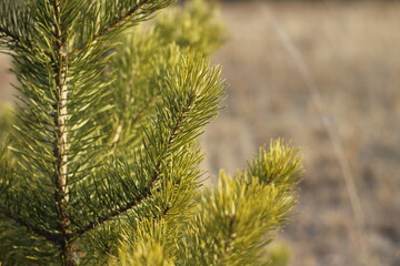  Pine tree fir needles close-up