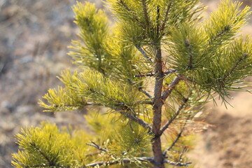  Pine tree fir needles close-up