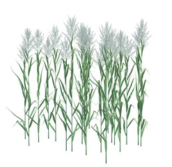 3d Render Brush Tree Isolated  on white