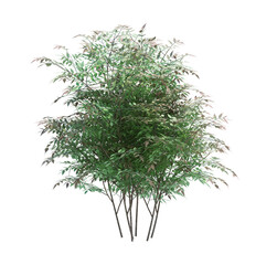 3d Render Brush Tree Isolated  on white