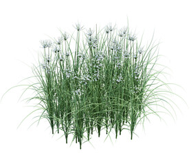 3d Render Brush Tree Isolated  on white