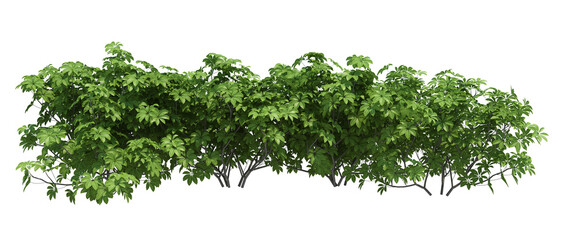 3d Render Brush Tree Isolated  on white