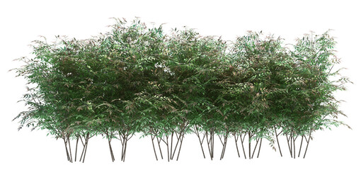 3d Render Brush Tree Isolated  on white