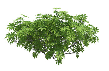 3d Render Brush Tree Isolated  on white