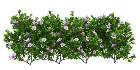 3d Render Brush Tree Isolated  on white