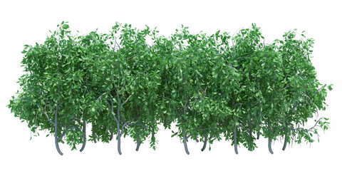 Obraz premium 3d Render Brush Tree Isolated on white