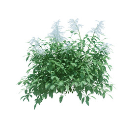 3d Render Brush Tree Isolated  on white