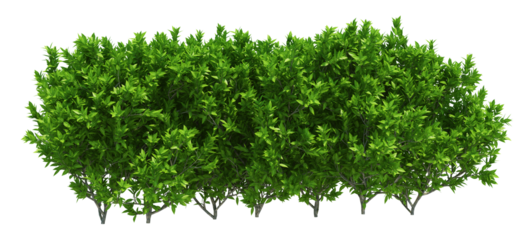 3d Render Brush Tree Isolated  on white