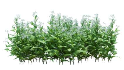 3d Render Brush Tree Isolated  on white