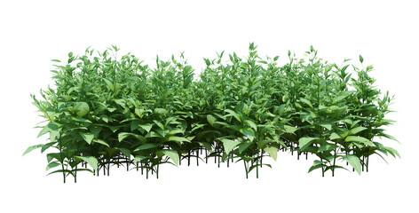 3d Render Brush Tree Isolated  on white