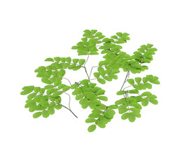3d Render Pond Tree Isolated  on white
