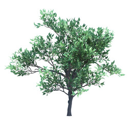 3d Render Brush Tree Isolated  on white