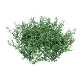 3d Render Brush Tree Isolated  on white