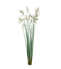 3d Render Brush Tree Isolated  on white