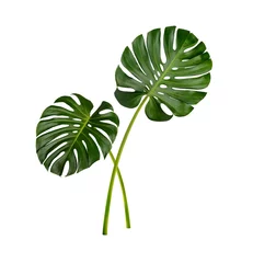 Tuinposter Monstera Monstera leaves isolated on white background