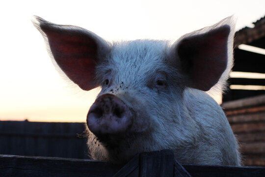 Big pig looking from behind wooden fence in sunset