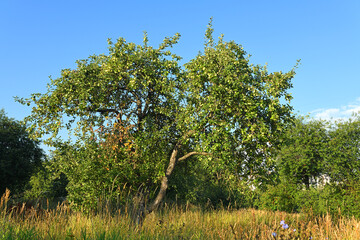 Wild apple tree in Mitino Landscape Park in summer. Moscow, Russia