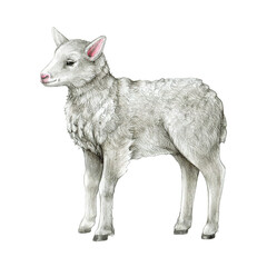 Small lamb farm animal. Hand drawn illustration. Cute little standing newborn sheep. White background. Domestic farm baby animal
