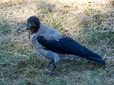 Corvus cornis | Corneille mantelée ou corbeau pigeon au plumage noir brillant et gris cendré