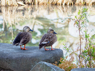 春を待つカルガモ