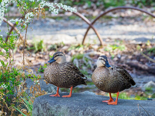 春を待つカルガモ