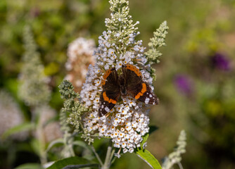 Blooming flowers of buddleja davidii iin a summer garden. Flowers that butterflies love