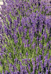  the blooming lavender flowers in Provence, near Sault, France