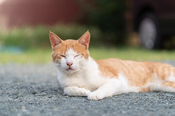 くつろぐ猫　茶トラ白