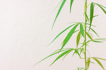 Fresh green cannabis leaves on tree with cement wall background, Medical marijuana.	
