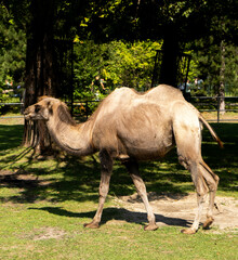 camel in the zoo