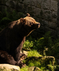 Obraz na płótnie Canvas brown bear in zoo