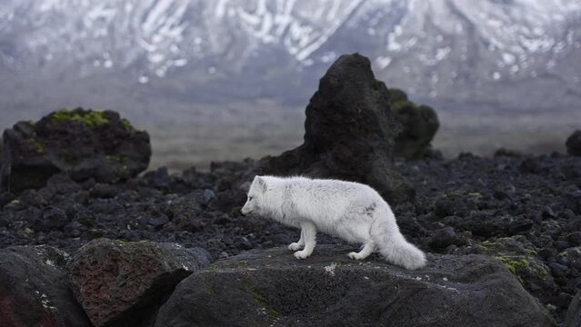 Artic fox during his white phase in the wild in Iceland.