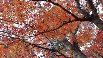 五色沼自然探勝路の紅葉